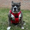 Venture Paw Pull Control Dog Harness